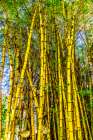 Golden Hawaiian painted bamboo, Waikiki, Honolulu, Oahu, Hawaii. Art Print